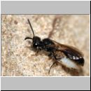 Mimumesa sp - Grabwespe 08d 6-7mm mit Zikade.jpg